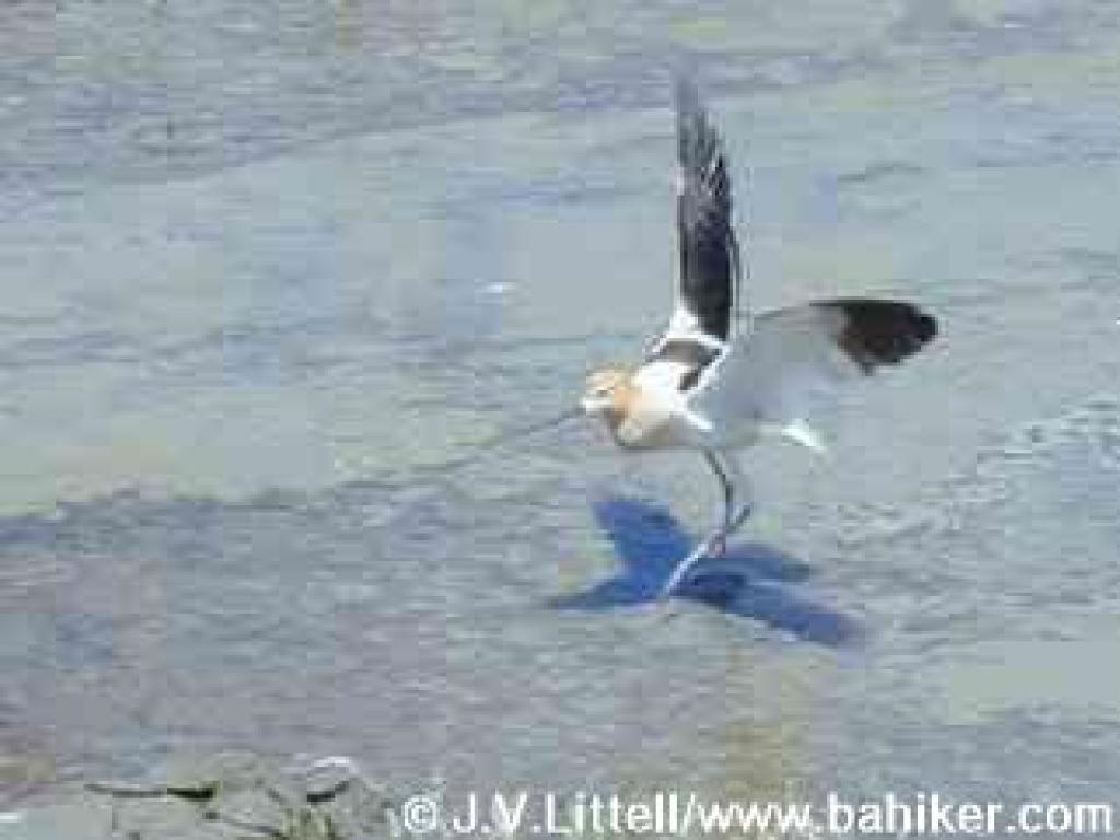 Avocet photo