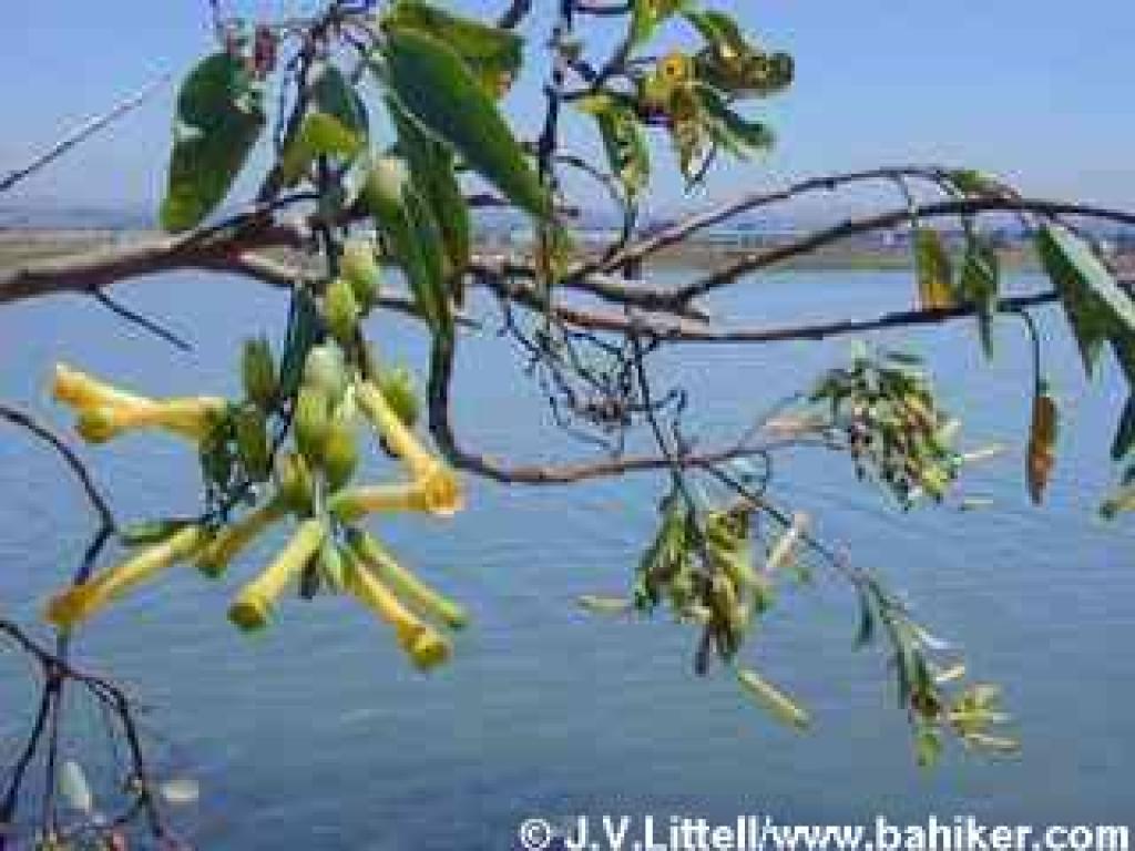 Tree tobacco photo