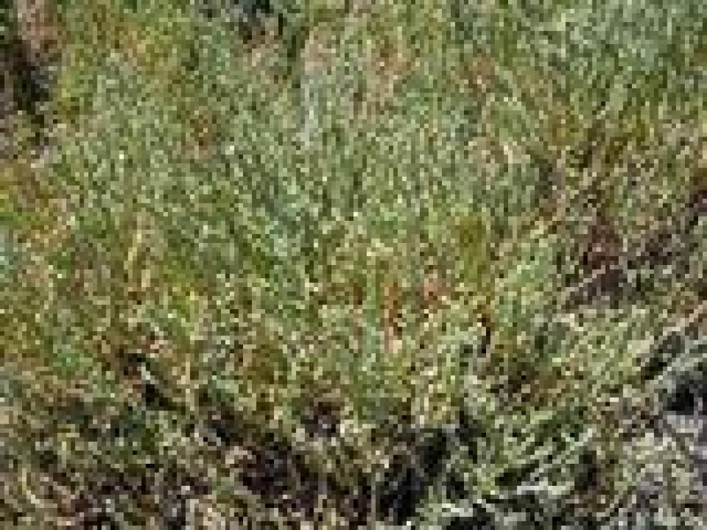 Pickleweed