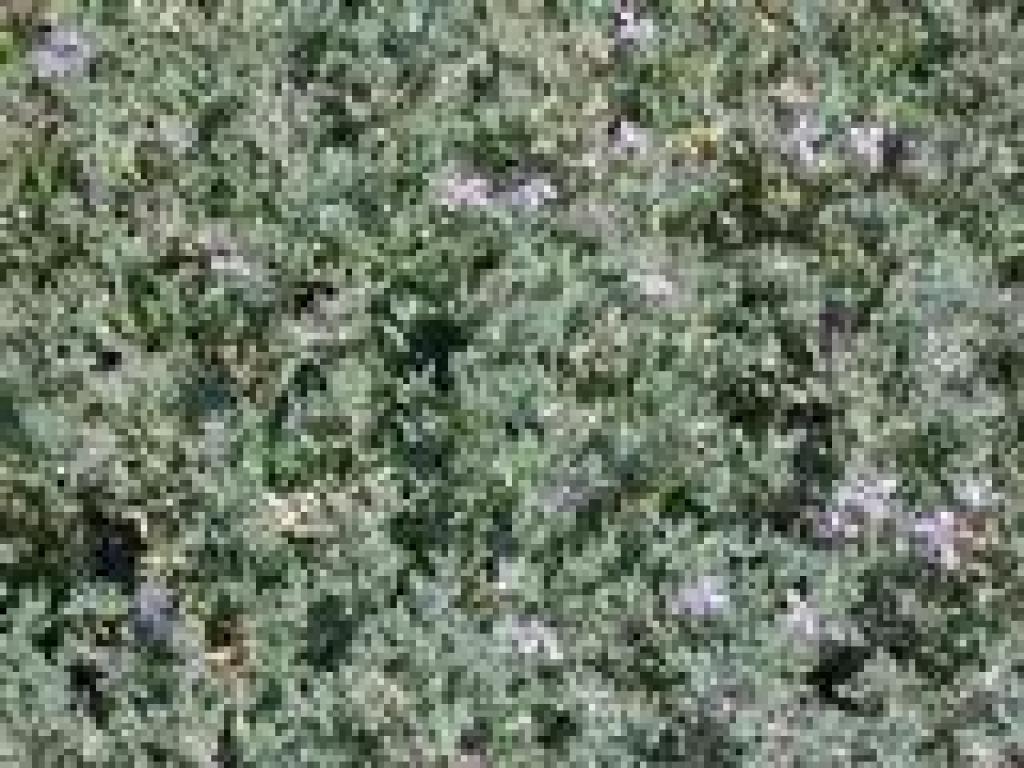 Another common plant