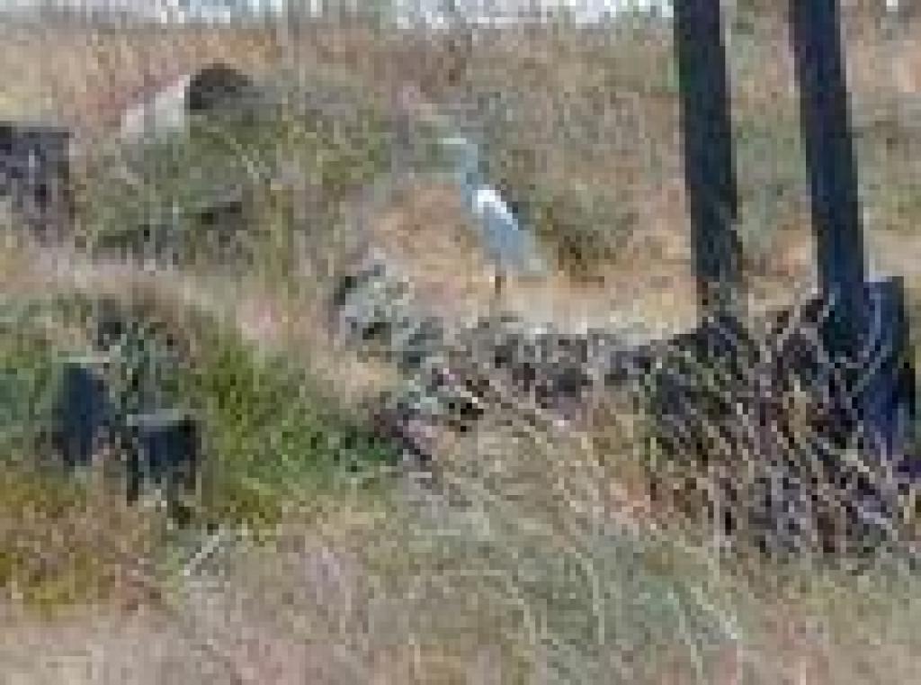 Egret