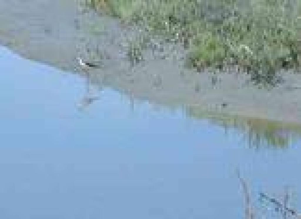 Black necked stilt and smaller bird
