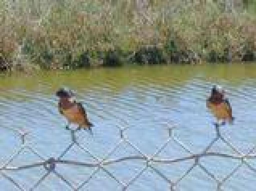 Barn swallows?