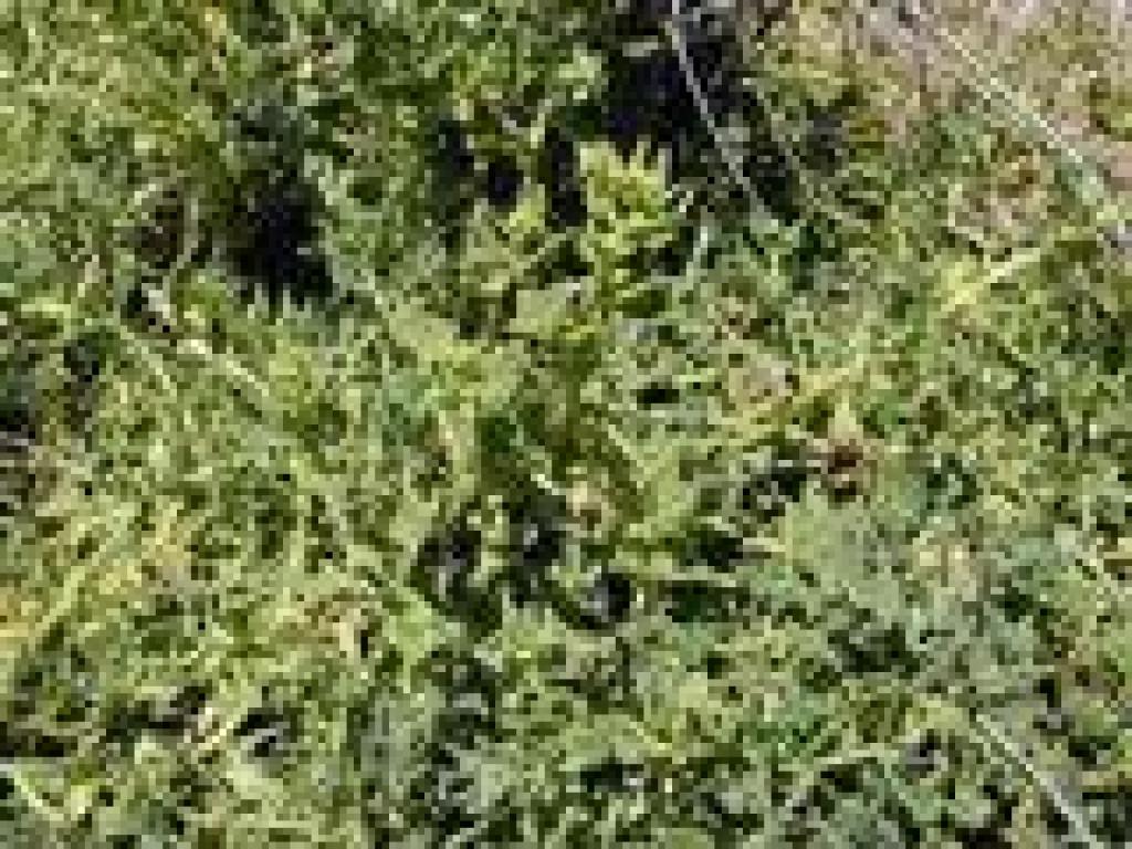 New Zealand spinach
