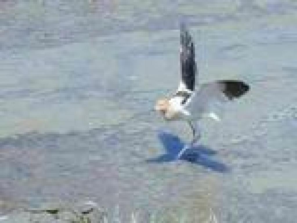 American avocet