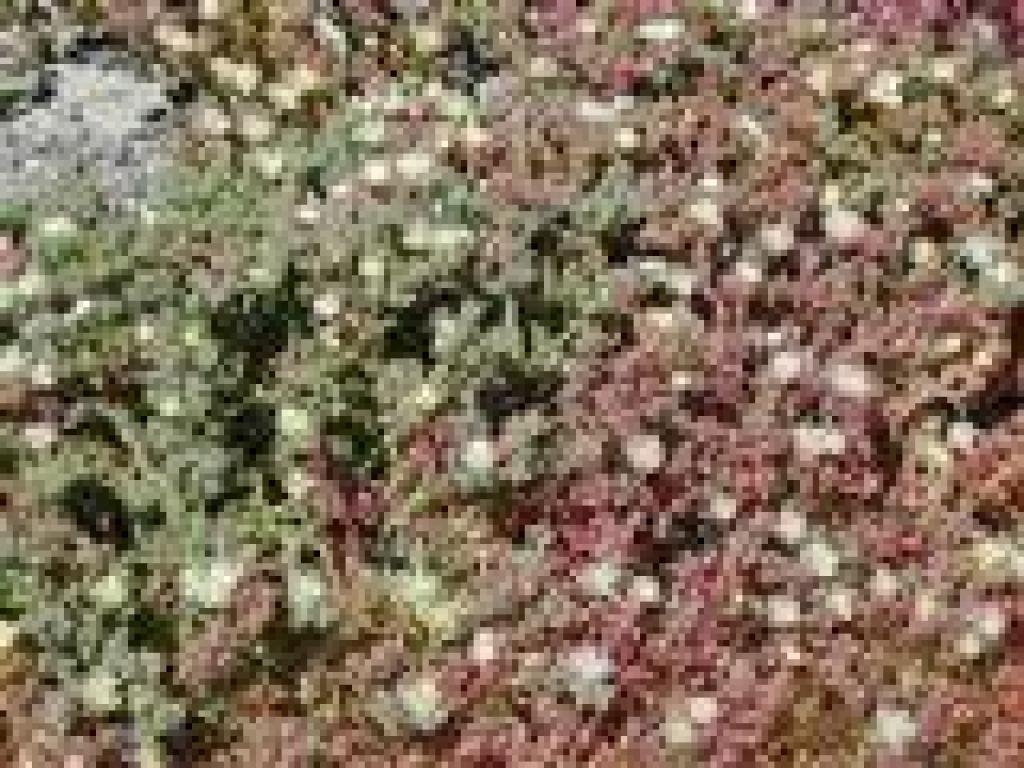 Unknown trailside plant
