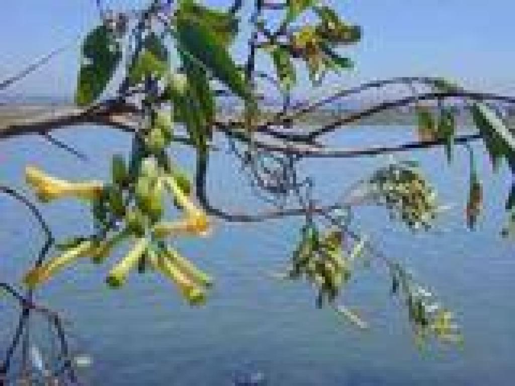 Tree tobacco
