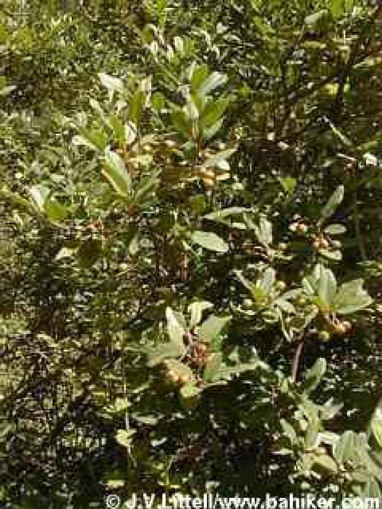 Coffeeberry in summer
