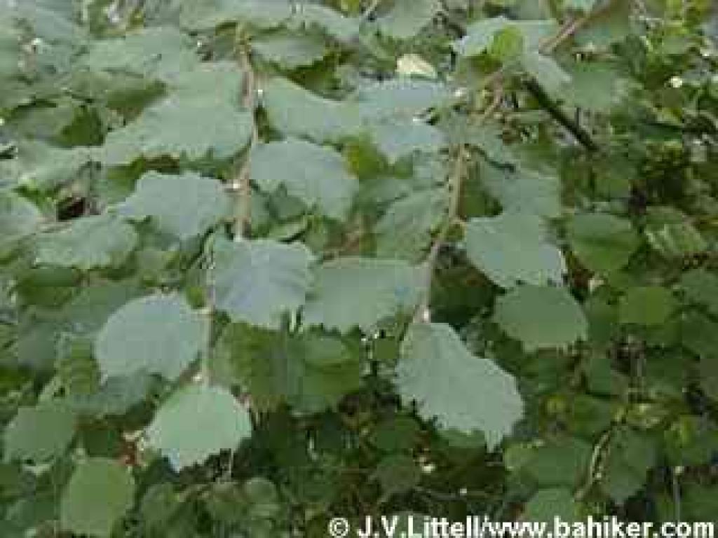 California hazelnut photo