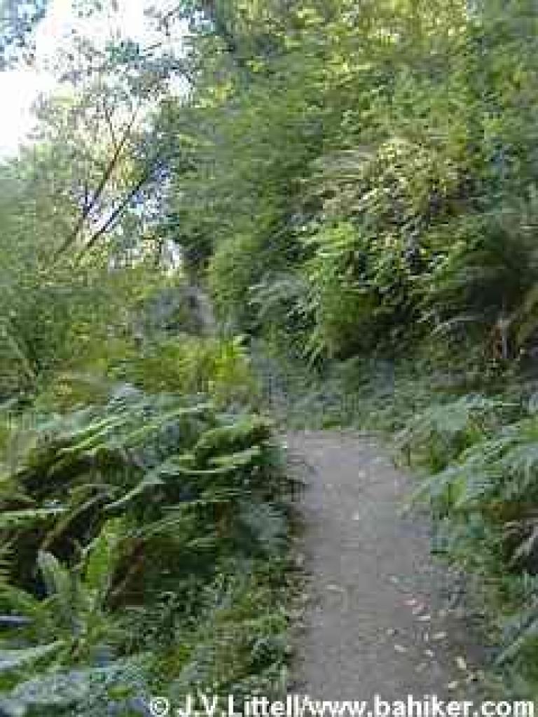 Huckleberry Path