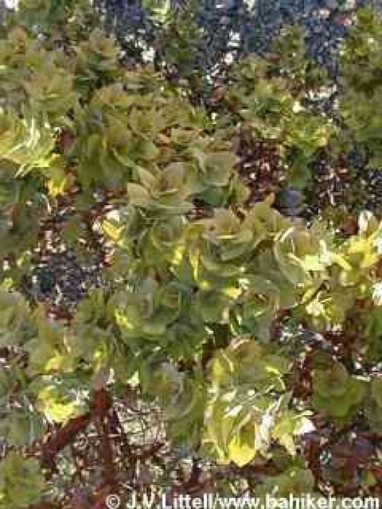 Manzanita in autumn