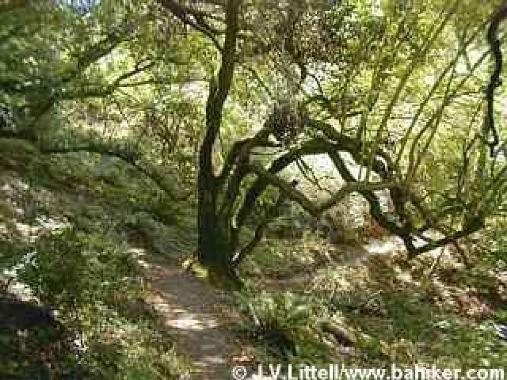Huckleberry Path