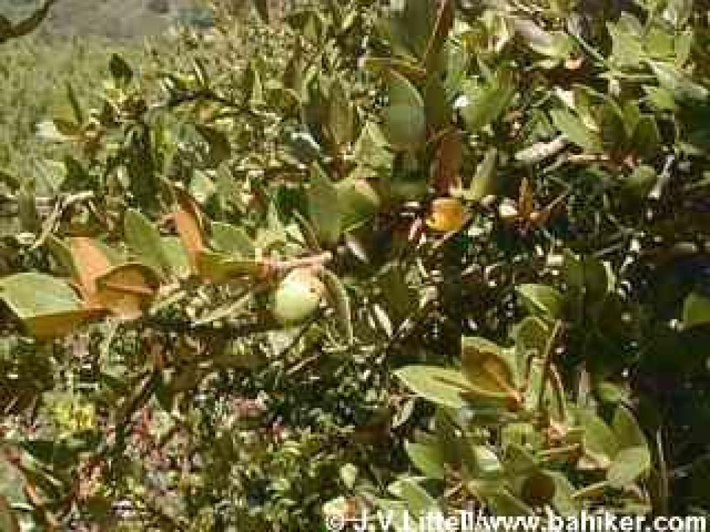 Canyon live oak photo