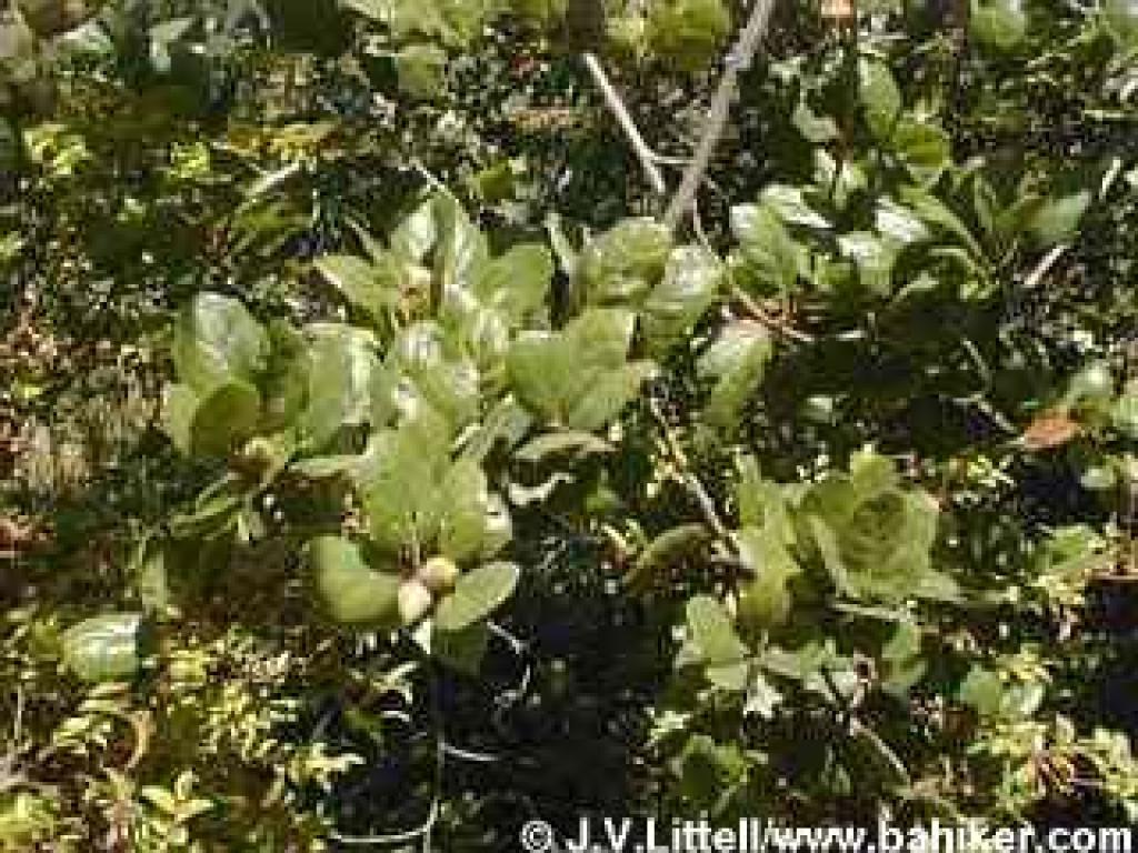 Coast live oak photo