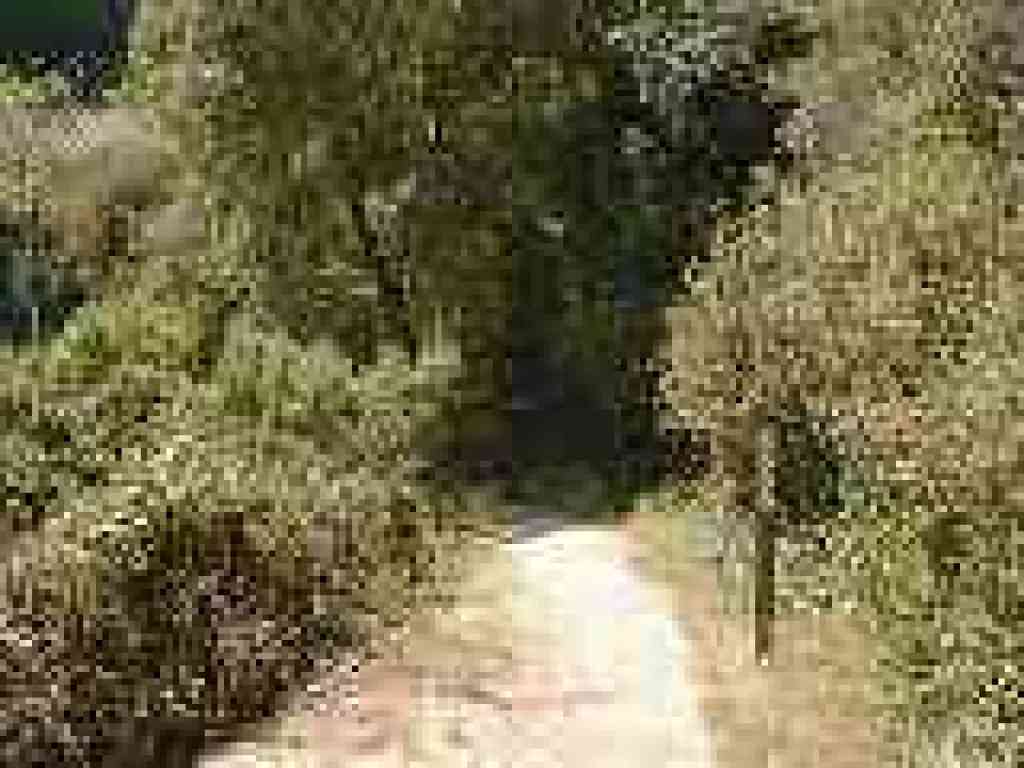 Huckleberry Path
