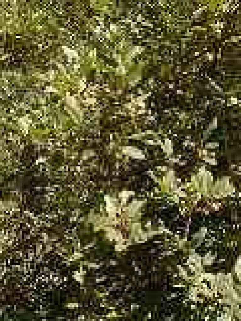 Coffeeberry
