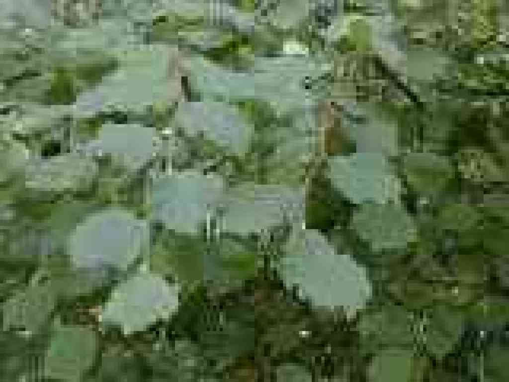 California hazelnut