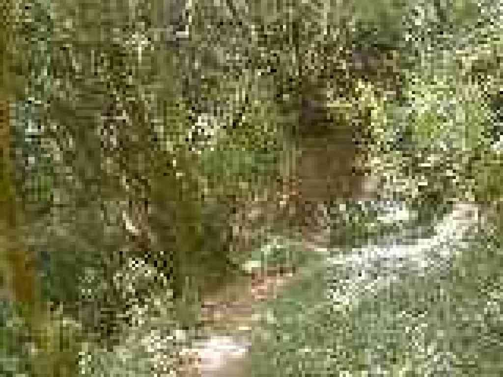 THrough the shade