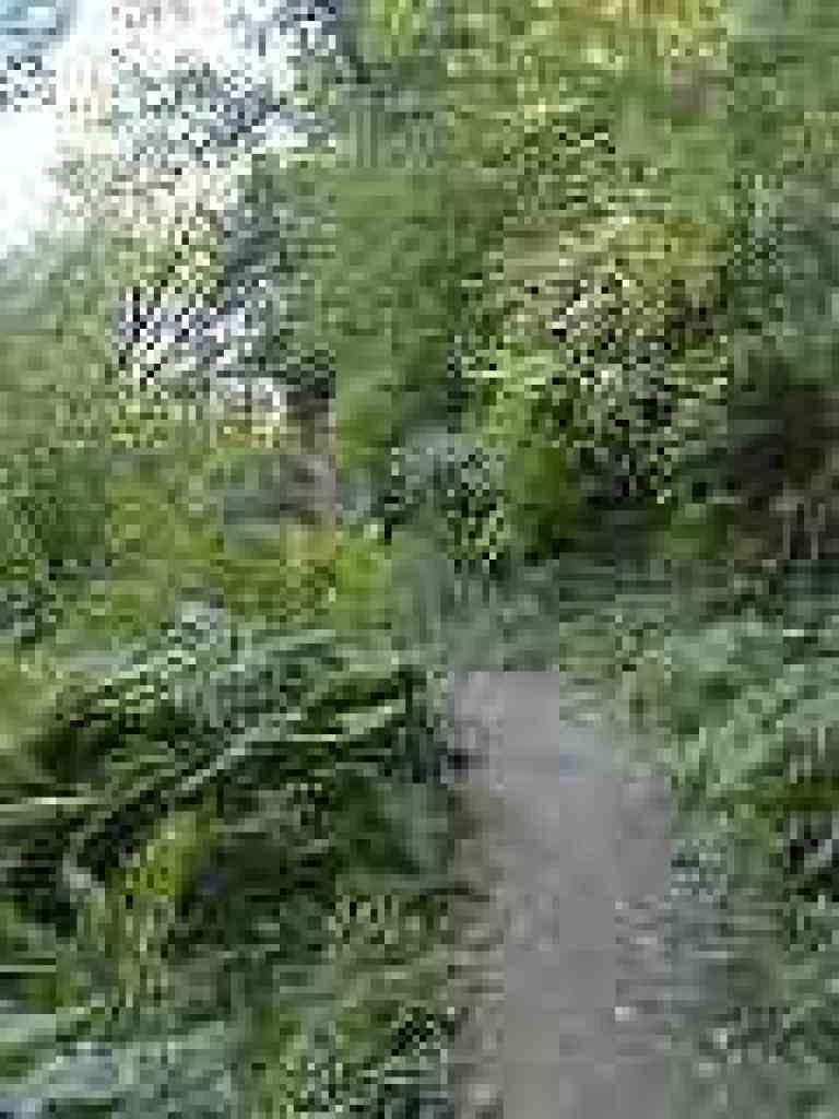 Lots of ferns