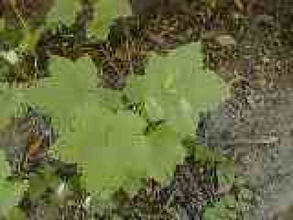 Thimbleberry