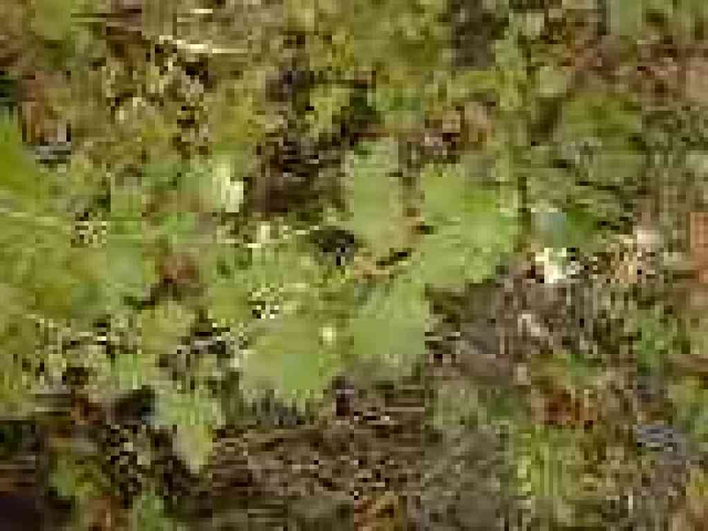 Gooseberry
