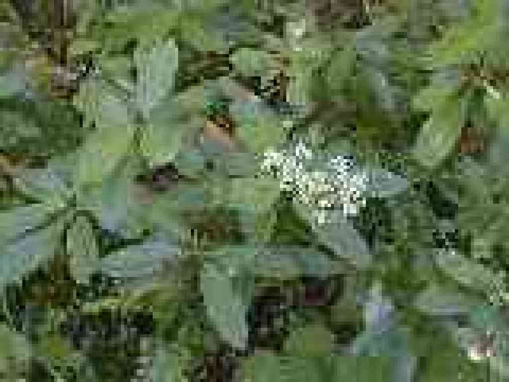 Toyon
