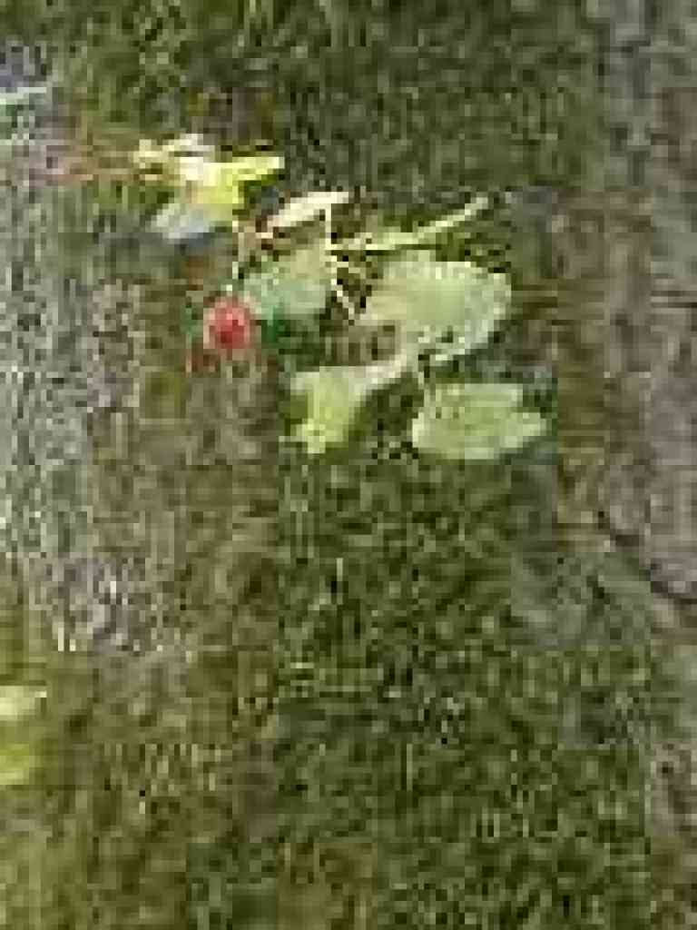 Gooseberry