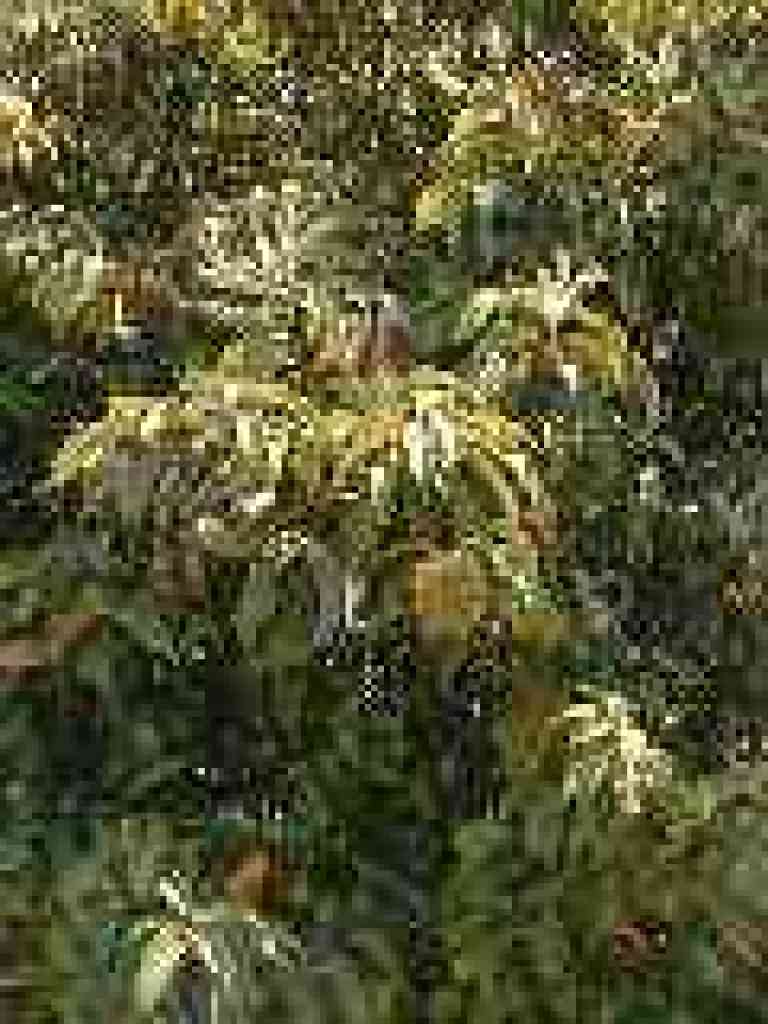 Chinquapin