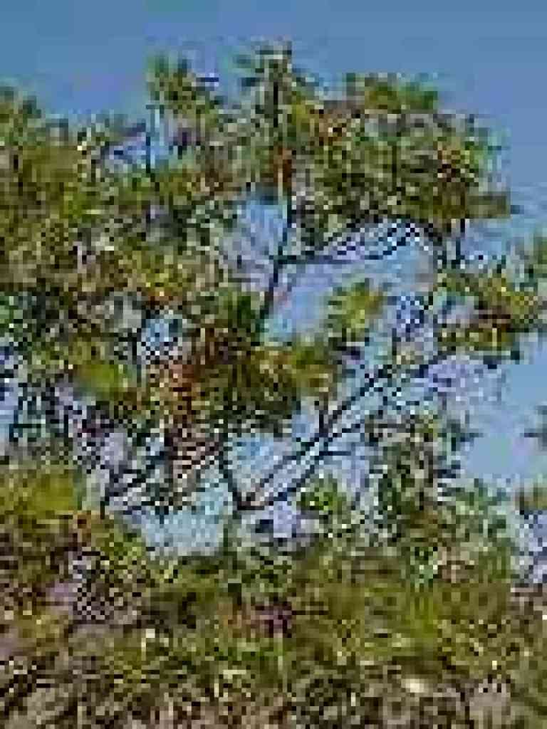 Madrone