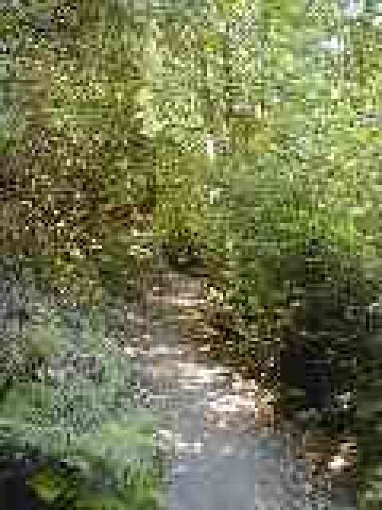 Trail