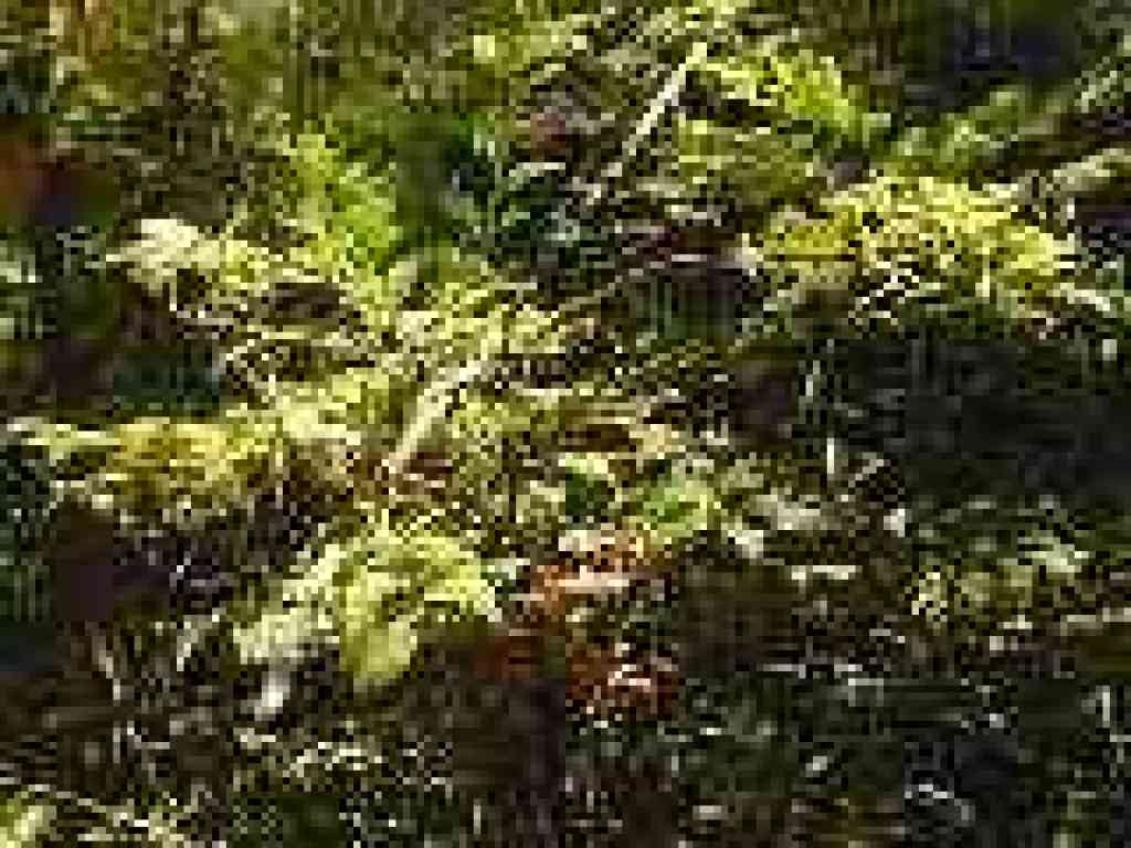 Huckleberry