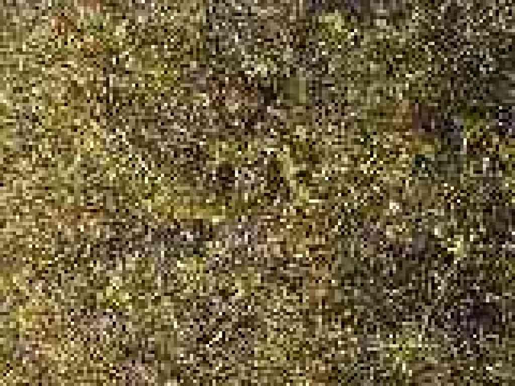 Jimbrush
