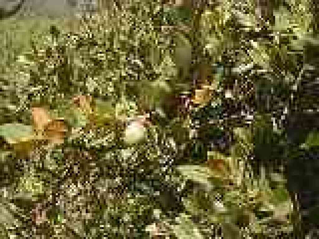 Canyon live oak