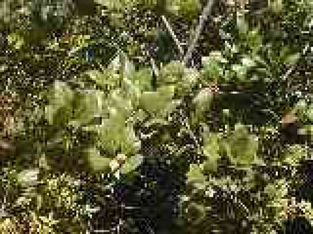 Coast live oak