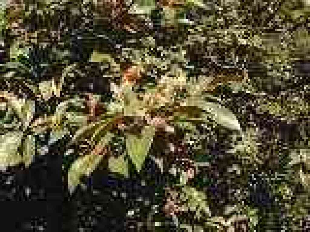 Chinquapin