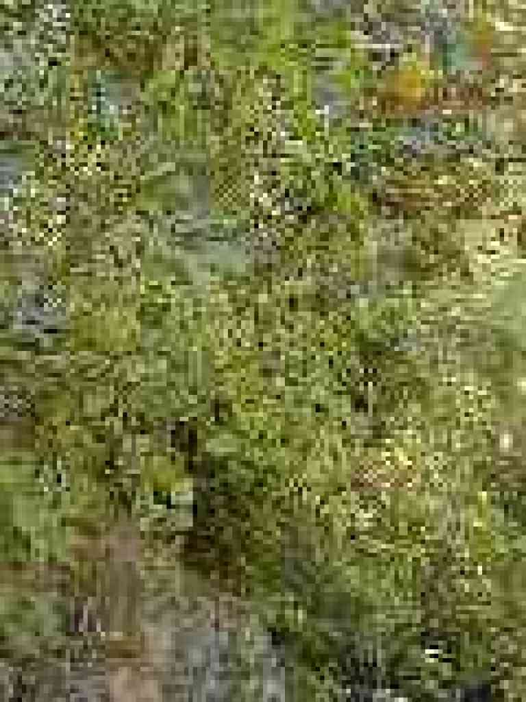 Huckleberries