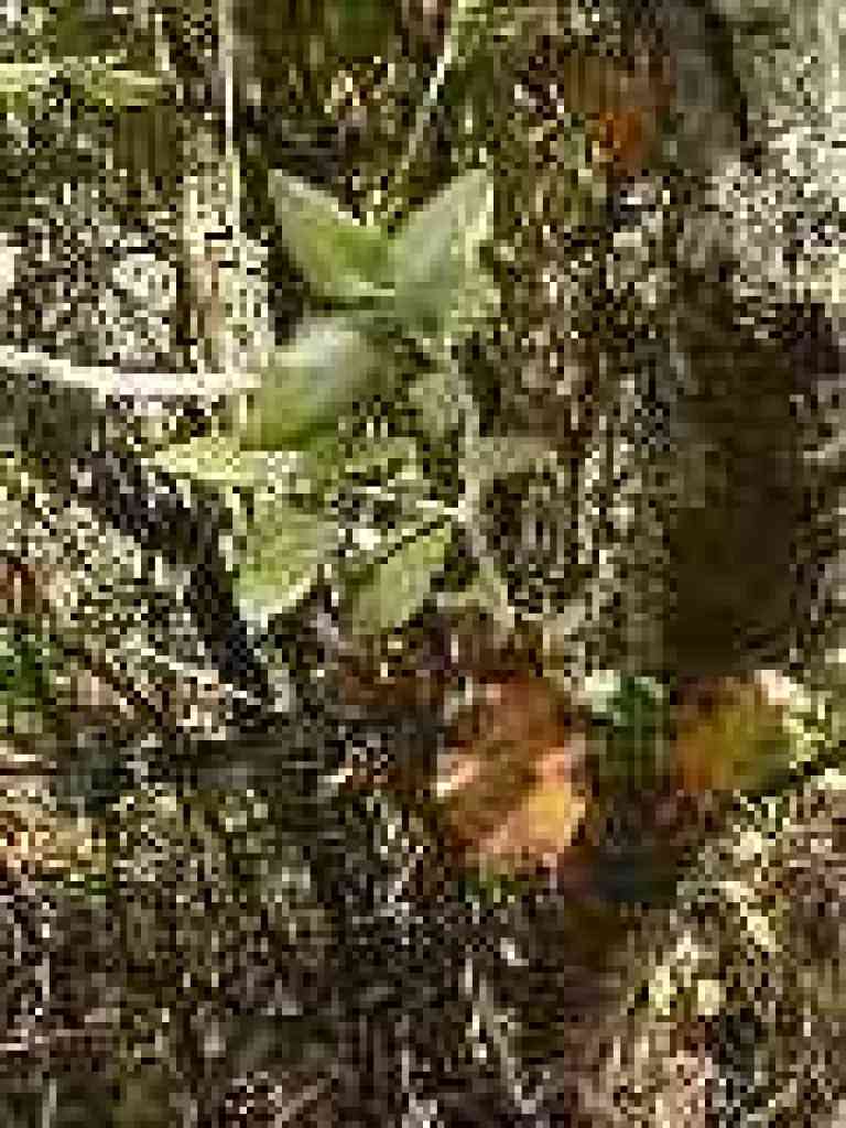 Silktassel
