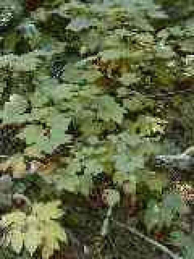 Thimbleberry