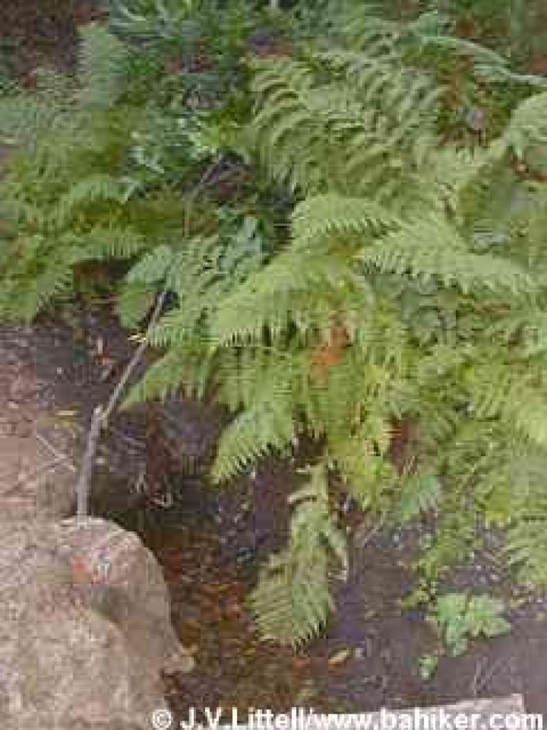 Wood Fern
