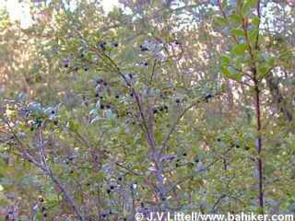 Huckleberry in autumn, with berries