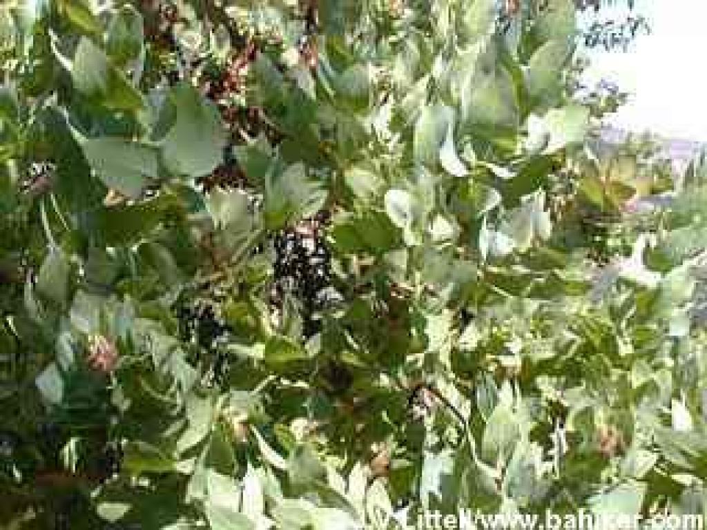 Pallid manzanita