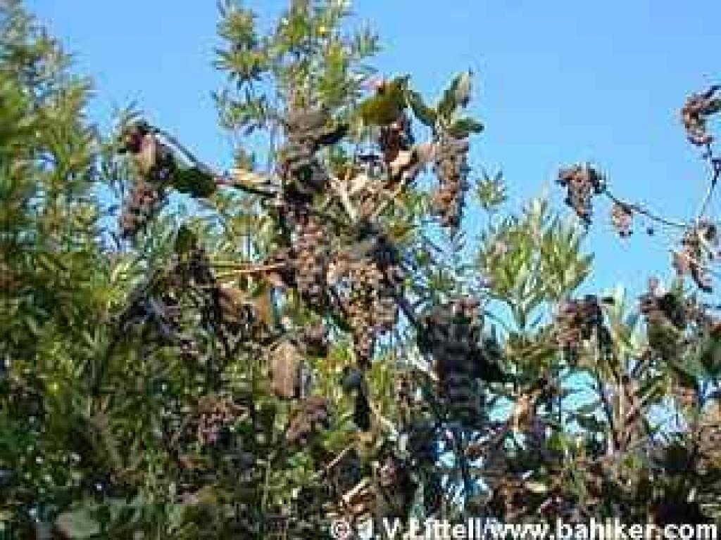 Silktassel seed pods