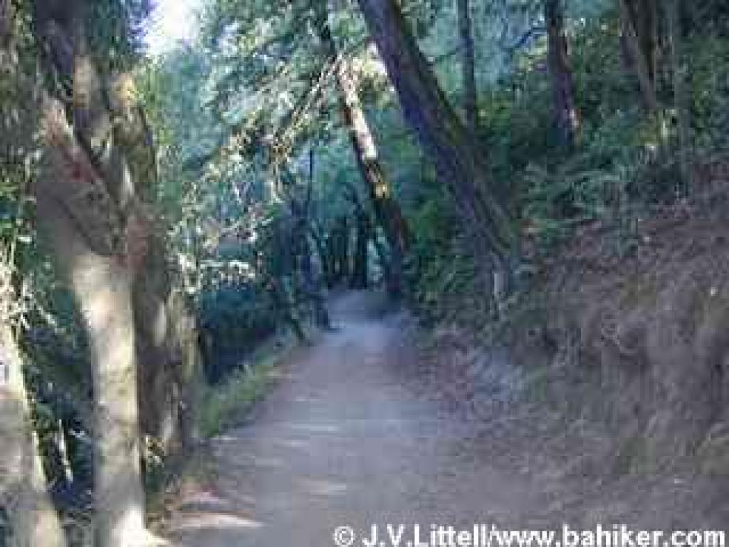 Sequoia Bayview Trail