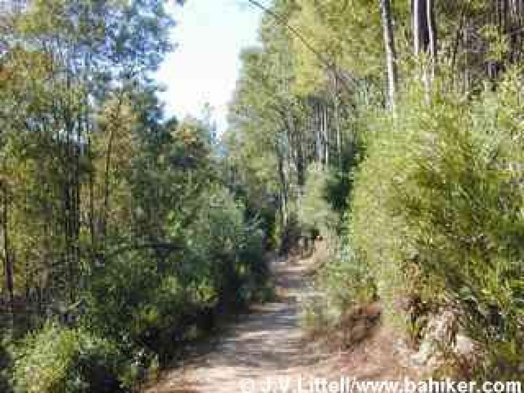 Non native trees line Sequoia Bayview Trail near Sequoia Arena