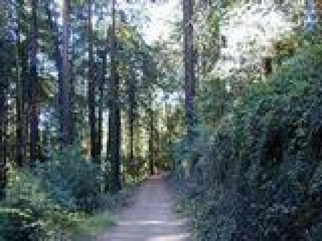 Sequioa Bayview Trail