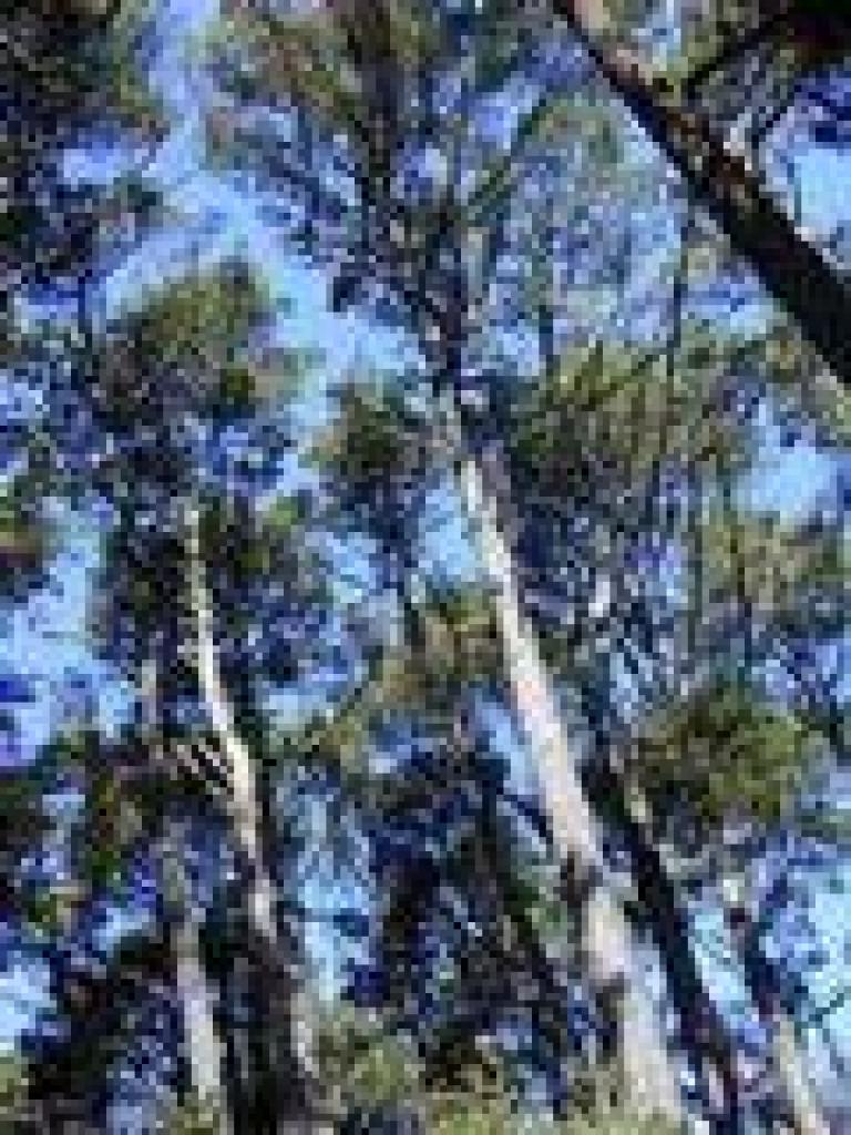 Pines tower overhead