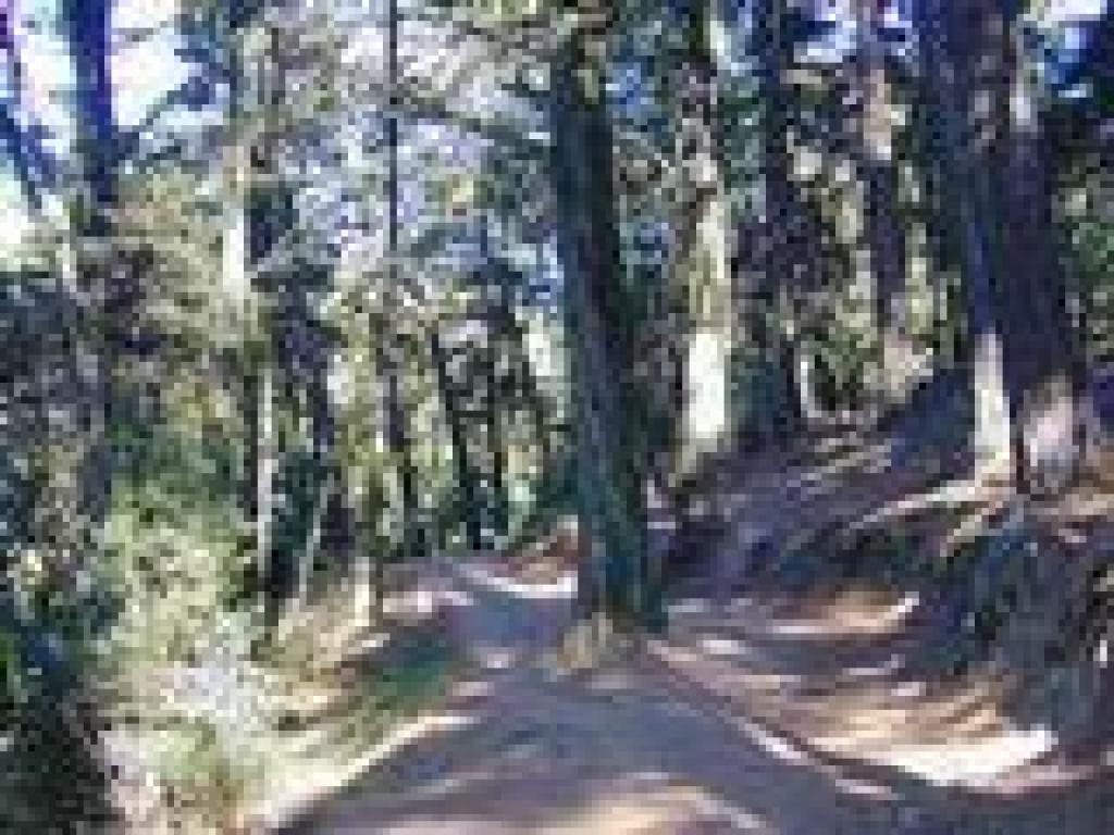 Sequoia Bayview Trail