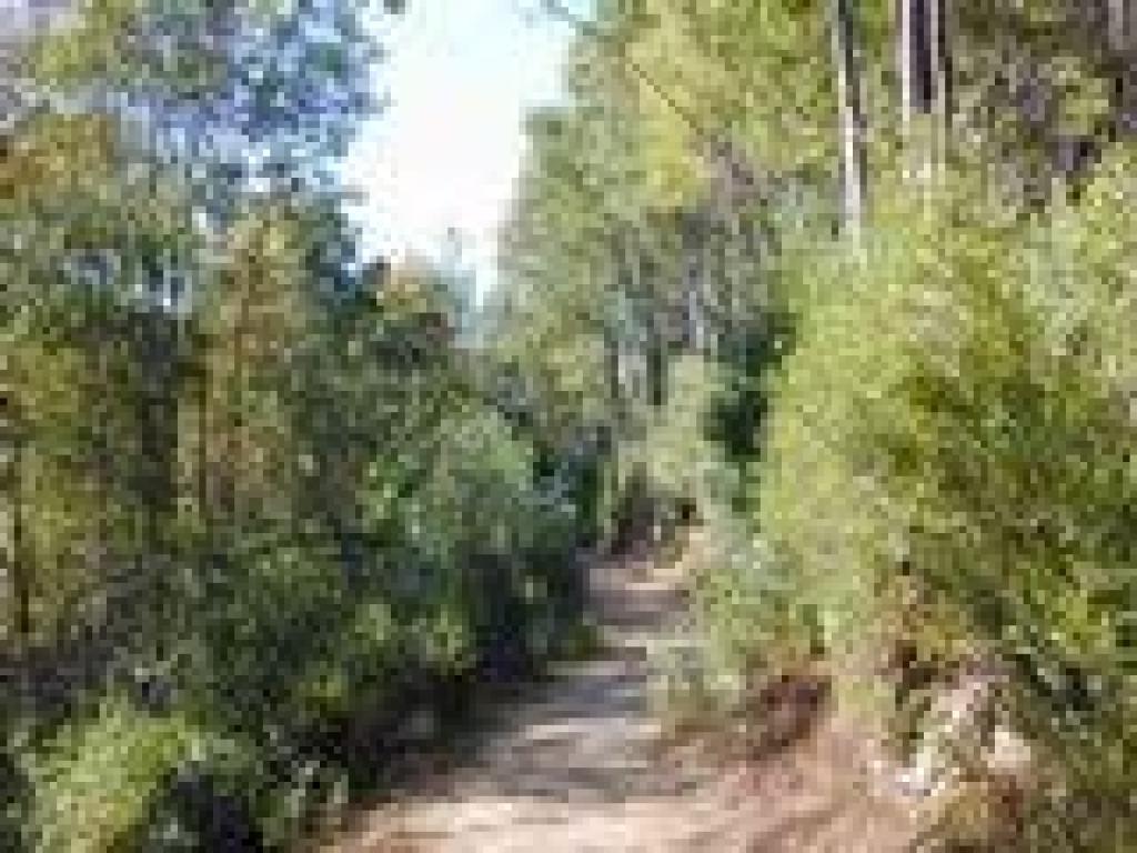 Invasive plants line the trail