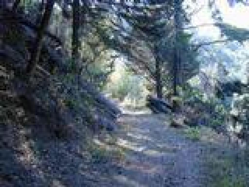 A more pleasant stretch of trail