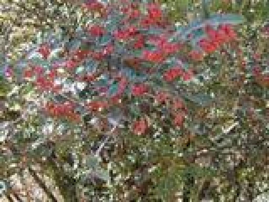 Cotoneaster